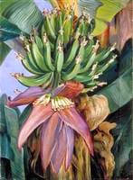 Flowers and Young Fruit of the Chinese Banana