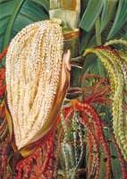 Flowers and Young Fruits of the Pinanga malaiana, Scheff