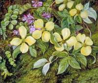 Flowers of a Dogwood and an Indigo from the Himalayas