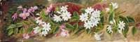 Flowers of a Jasmine and Pink Begonia, Borneo