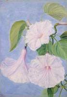 Flowers of a Shrubby Convolvulus, Jamaica