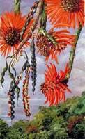 Flowers of Another Kind of Coral Tree