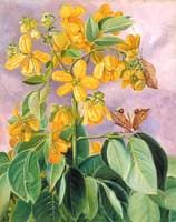 Flowers of Cassia corymbosa in Minas Geraes, Brazil