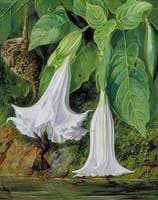 Flowers of Datura and Humming Birds, Brazil