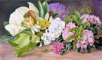 Flowers of North American Trees and Shrubs