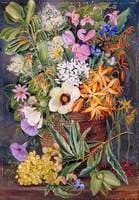 Flowers of St Johns in Pondo Basket