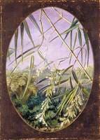 Flowers of the Common Bamboo with Tufts of the Plants Behind