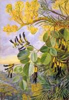 Flowers of the Flame-Tree and Yellow and Black Twiner, West Australia