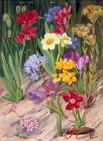 Flowers of Tulbagh, South Africa