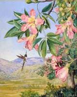 Foliage and Flowers of a Chorisia and Double-Crested Humming Birds, Brazil