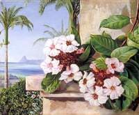 Foliage and Flowers of a Climbing Plant....