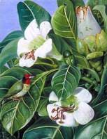 Foliage and Flowers of a Forest Tree of Java