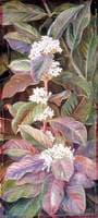 Foliage and Flowers of a South African Tree, Beautiful but Poisonous