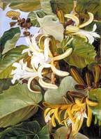 Foliage and Flowers of an Indian Forest Tree of Great Beauty
