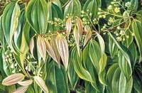 Foliage and Flowers of the Cinnamon Tree