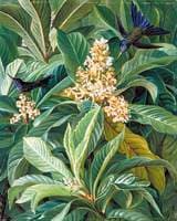 Foliage and Flowers of the Loquat or Japanese Medlar