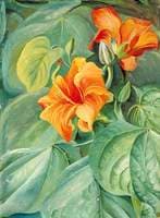Foliage and Flowers of the Mahoe, Jamaica