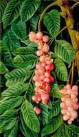 Foliage and Fruit of a Forest Tree of Java