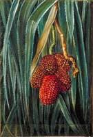 Foliage and Fruit of a Small Screw Pine, Java