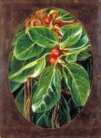 Foliage and Fruit of the Banyan
