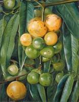 Foliage and Fruit of the Gourka or Goraka, of India