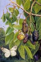 Foliage and Fruit of the Kenari and Butterfly, Java