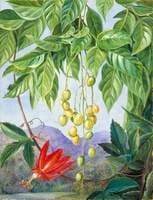 Foliage and Fruit of the Wampee and American Passion Flower