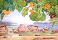 Foliage, Flowers and Fruit of a Common Tree of the Sea-Shore, Praslin