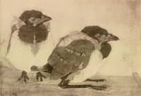 Two young magpies