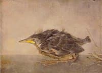 Young Sparrow