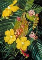 Foliage, Flowers and Fruit of a Swamp Shrub of Borneo