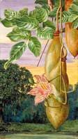 Foliage, Flowers and Fruit of an African Tree, Painted in India