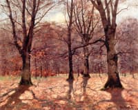 Thru the Woods
