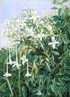 Foliage, Flowers and Fruit of Millingtonia hortensis