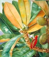 Foliage, Flowers and Fruit of the Capucin Tree of the Seychelles