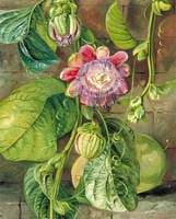 Foliage, Flowers and Fruit of the Granadilla, Jamaica