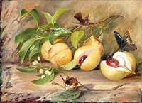 Foliage, Flowers and Fruit of the Nutmeg Tree and Humming Bird, Jamaica