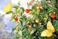 Foliage, Flowers and Fruit of the Pitanga, and Sulphur Butterflies, Jamaica