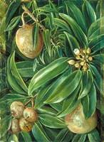 Foliage, Flowers and Fruit of the Sapodilla Plum