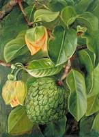 Foliage, Flowers and Fruit of the Soursop, Brazil