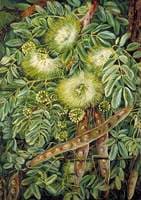 Foliage, Flowers and Seed-Vessels of an Indian Tree