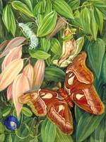 Foliage of a Cinnamon and Atlas Moth