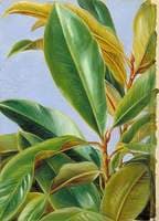 Foliage of the Gutta Percha