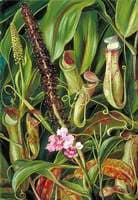 Foliage, Pitchers and Flowers of a Bornean Pitcher Plant, and an Orchid