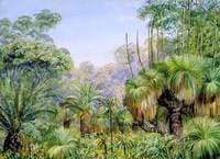 Forest Scene in West Australia