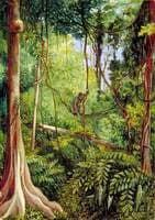 Forest Scene, Matang, Sarawak, Borneo