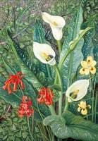 Four South African Plants