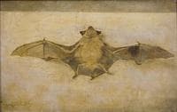 A Bat