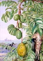 Fruit de Cythere and Sugar Birds and Nest, Seychelles