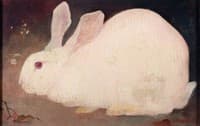 White Rabbit